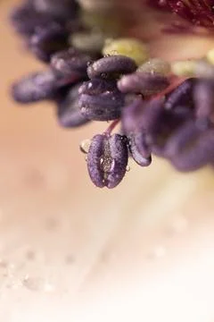 Vertical close-up image of a delicate purple flower stamen covered in tiny water 스톡 사진
