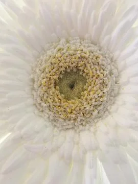 Vertical close up image of white Gerber showing stamen detail Stock Photos