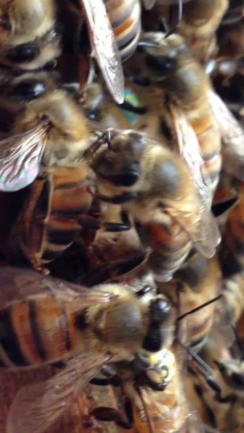Vertical Close-Up Inside a Honeybee Hive: Bees Grooming Stock Footage 285779318