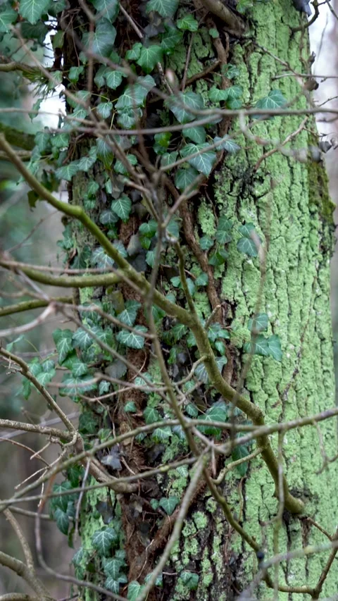Vertical Close-Up of Ivy Covered Tree Trunk in Winter Forest Stock Footage 324670013
