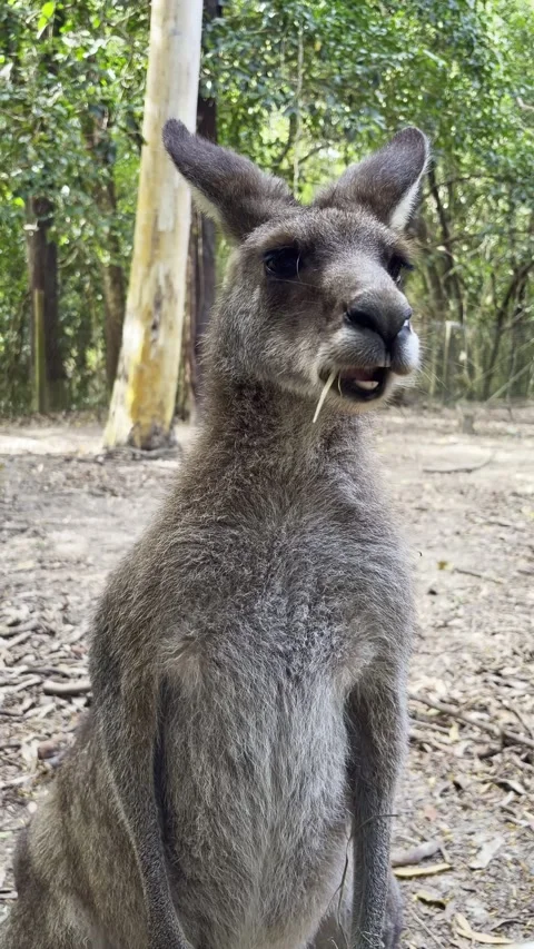 Vertical close-up of a kangaroo feeding on dry grass in an Australian wildlife Видео 345027532