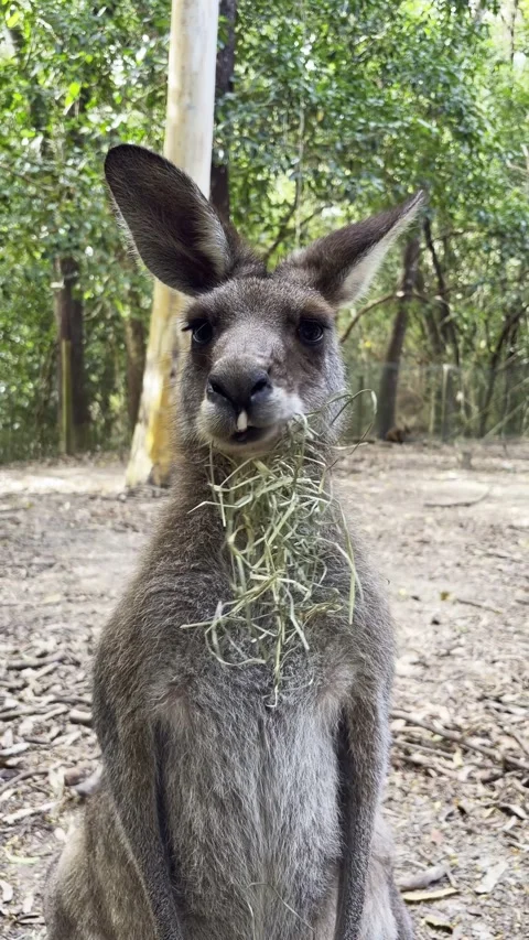 Vertical close-up of a kangaroo feeding on dry grass in an Australian wildlife Vídeo Stock 345027561