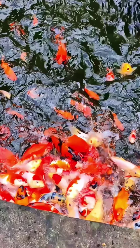 Vertical close up of kopi luwak coffee cup with koi fish pond background in Stockbeeldmateriaal 332776123
