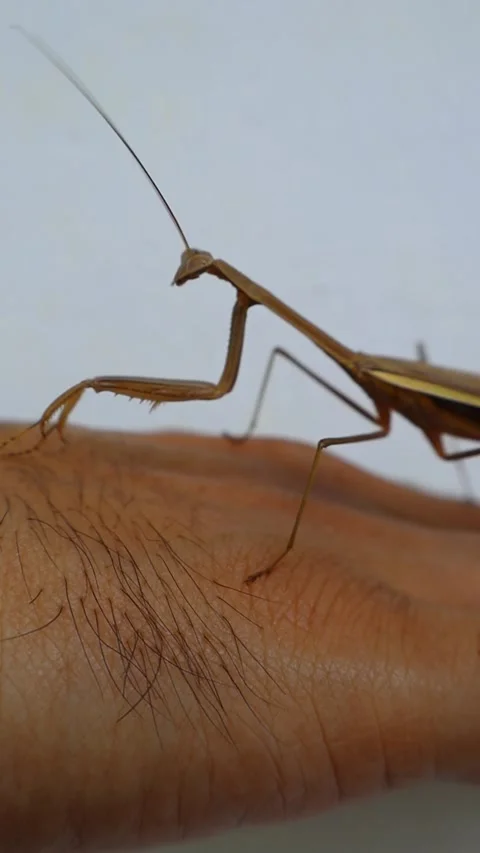 Vertical close-up of a large brown praying mantis crawling on a human hand. Stock Footage 345766693