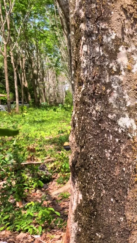 Vertical Close Up of Latex Collection Cup on Rubber Tree Trunk Stockbeeldmateriaal 329145034