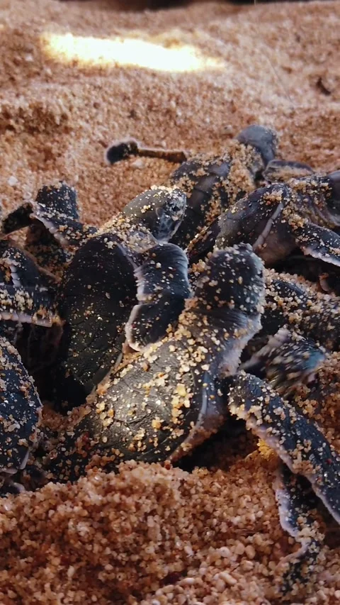 Vertical close up of Leatherback sea turtle hatchlings emerging from nest in Stock Footage 337221299