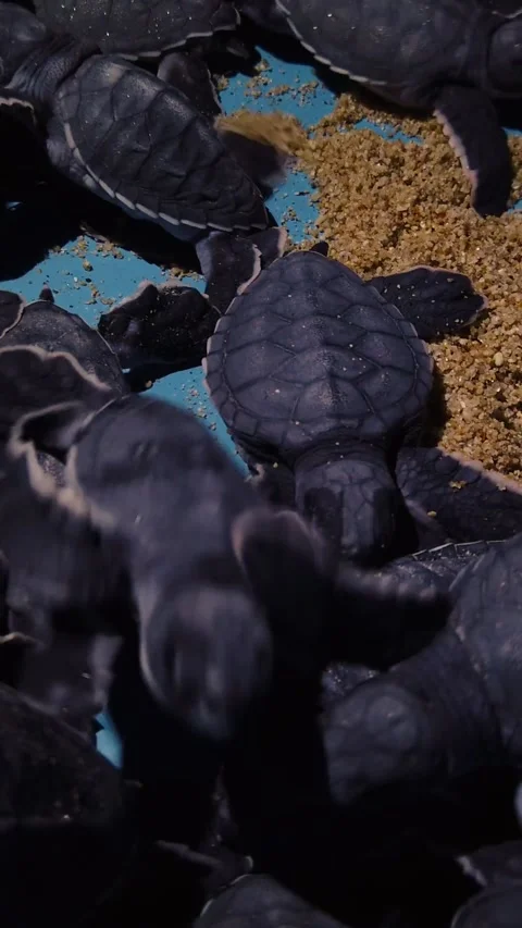 Vertical close up of Leatherback sea turtle hatchlings gathered in protected Stock Footage 337221306