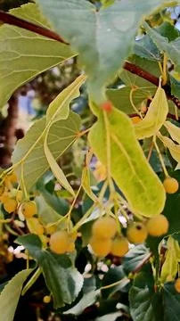 Vertical Close-up of Linden Tree Seeds Stock Photos