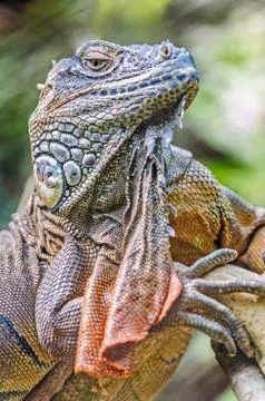 Vertical close up of Lizard, Iguana, Iguana iguana, basking in t 写真素材