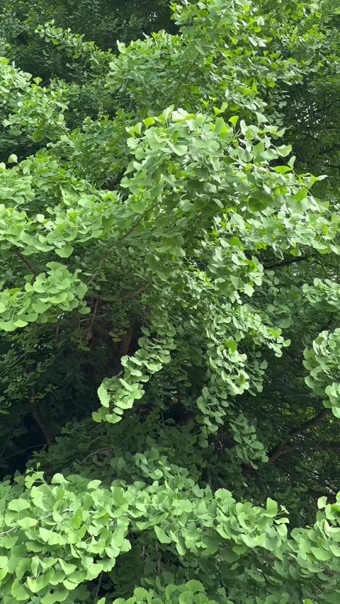 Vertical Close Up of Lush Green Leaves on Ancient Ginkgo Tree Stockbeeldmateriaal 335864536