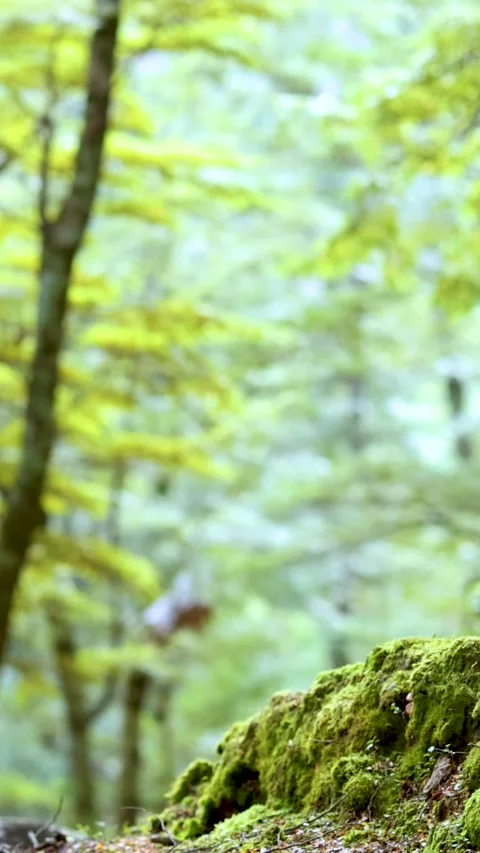 Vertical Close Up of Lush Green Mossy Log in Temperate Forest Vídeo Stock 326746444