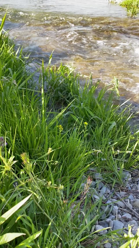 Vertical close up of lush green riverbank with tiny gnats in sunlight 库存影片 334201522