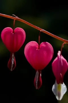 Vertical close up macro image of vibrant pink bleeding heart flowers Stock Photos
