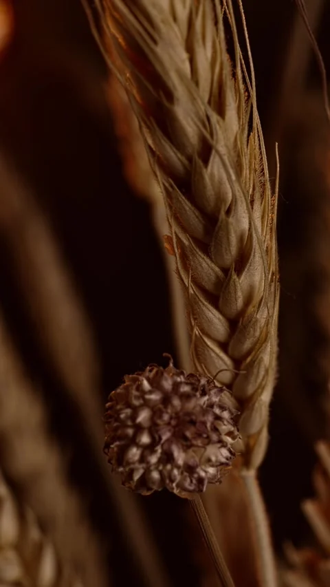 Vertical close-up macro shot of wheat ear, dolly slide movement Vidéo 270243823