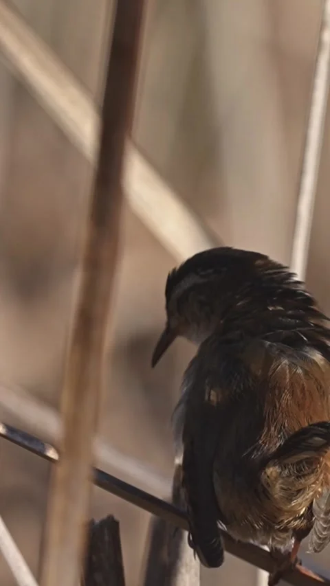 Vertical Close-Up of Marsh Wren Singing and Preening on Dry Reeds Stock Footage 338031577