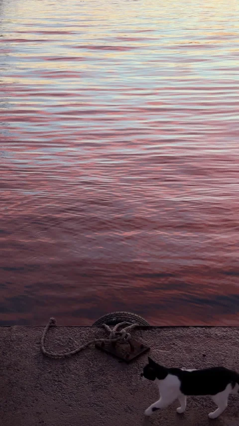 Vertical Close Up of Mauve Sunset Water Texture, Bosphorus Stock Footage 341410025