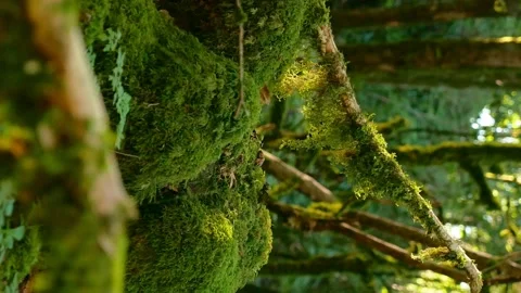 Vertical. close-up, moss in the forest fluttering in the wind. the lights of a Vídeo Stock 143417164