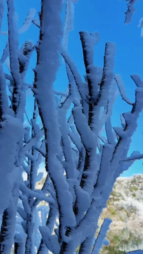 Vertical close up moving shot of tree branches covered in thick white rime i Video stock 327582206