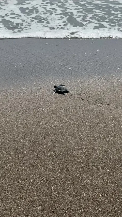 Vertical close-up of newborn turtle walking into the sea – Nautla Veracruz Stock Footage 314976883