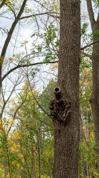 Vertical Close-Up Oak Tree with Unique Knot on Rule of Thirds  Autumn Fores.. Stock-Fotos
