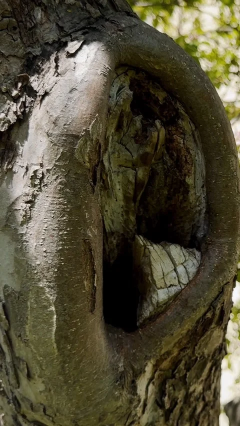 Vertical close-up of an old Malus domestica apple tree hollow, showing Stock Footage 338003794