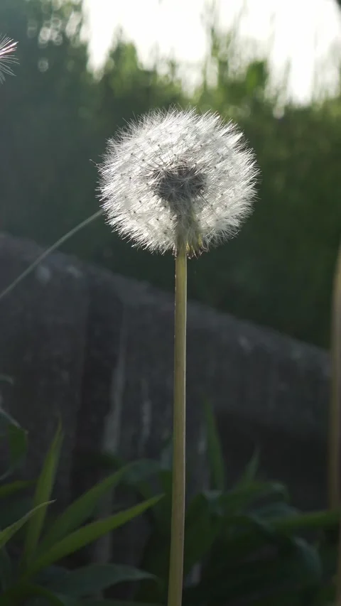 Vertical close-up of one dandelion blooming in the morning light. Stock Footage 335736079