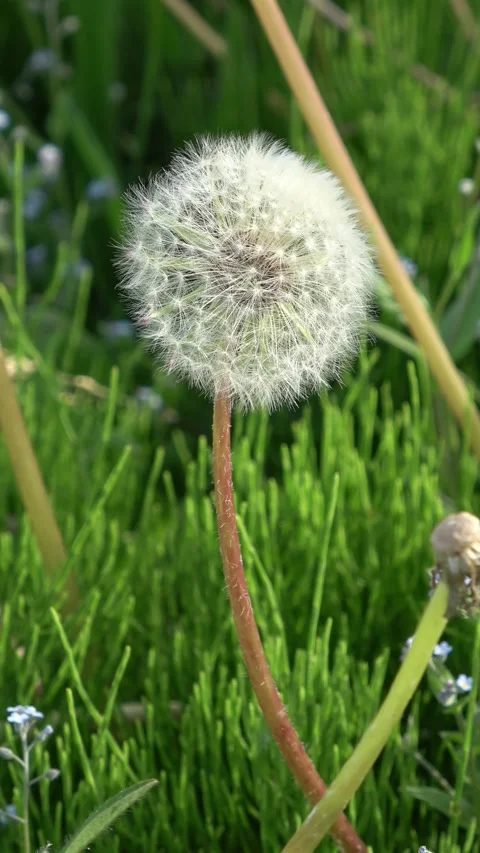 Vertical close-up of one dandelion blooming in the sunlight. Stock Footage 335736147