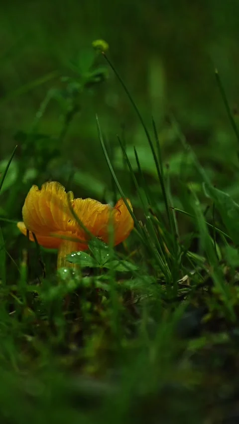 Vertical Close-Up of Orange Mushroom in Forest Vegetation Stock Footage 340288782
