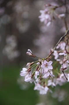 Vertical Close-up of Pale Pink Cherry Blossoms Fotos de archivo