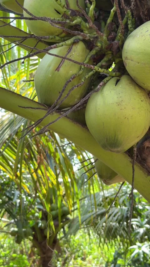 A vertical close perspective focuses on coconuts clustered on a palm, surface Stock Footage 325601318