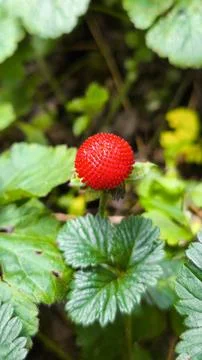 A vertical close-up photograph of a single, bright red mock strawberry (Poten Stock Photos