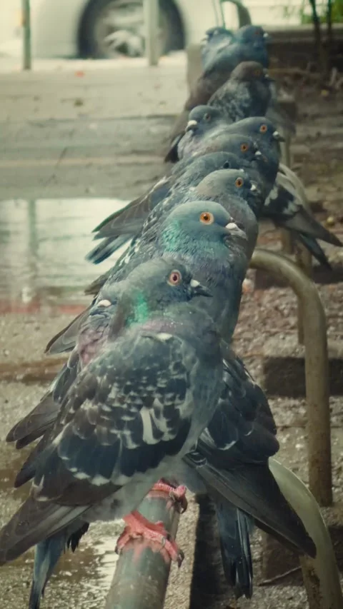 Vertical close-up of pigeons resting on city railing in rain Stock Footage 346802660