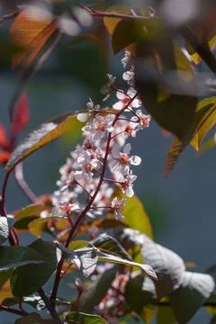 Vertical Close-up of Pink Bird Cherry Flowers with Bronze Foliage Stock Photos