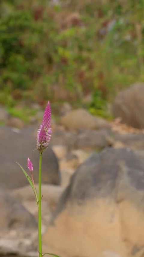 Vertical close up pink Celosia Argentea flower blooming in a natural outdoor Stock Footage 342959982