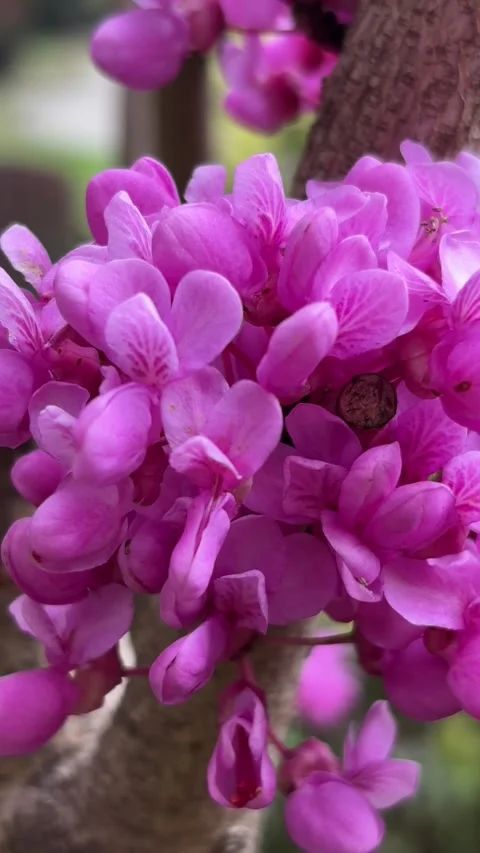 Vertical Close Up Of Pink Chinese Redbud Flowers Vídeo Stock 334908156