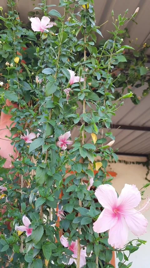 Vertical Close Up Of Pink Hibiscus Flower Swaying in Wind Vídeos de archivo 333459880