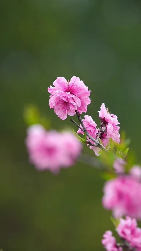 Vertical Close-up of Pink Peach Blossoms Blooming on a Branch Stock Footage 331482275
