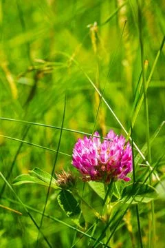 Vertical Close Up of a Pink Red Clover Flower in Bright Green Grass Stock Photos