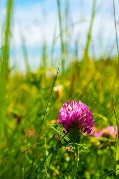 Vertical Close Up of a Pink Red Clover Flower Under a Blue Sky Stock Photos