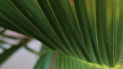 Vertical close up of plants with leaves and flowers moving with the wind 動画素材 140928124