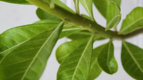 Vertical close up of plants with leaves and flowers moving with the wind Video stock 140928697