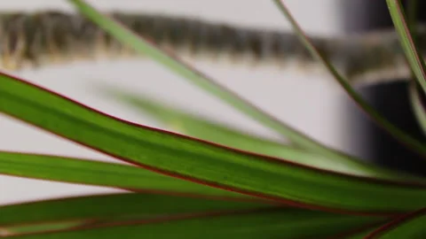 Vertical close up of plants with leaves and flowers moving with the wind Stock Footage 140933242