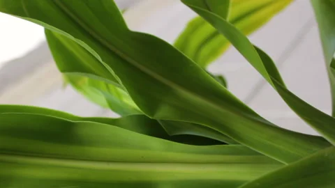 Vertical close up of plants with leaves and flowers moving with the wind Stock Footage 140933784