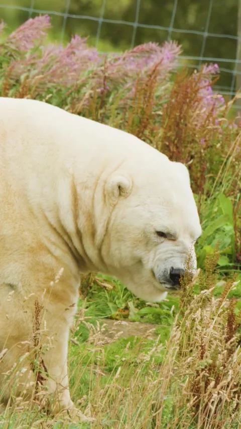 Vertical Close-Up of Polar Bear Foraging in Summer Wildflowers Stock Footage 326847395
