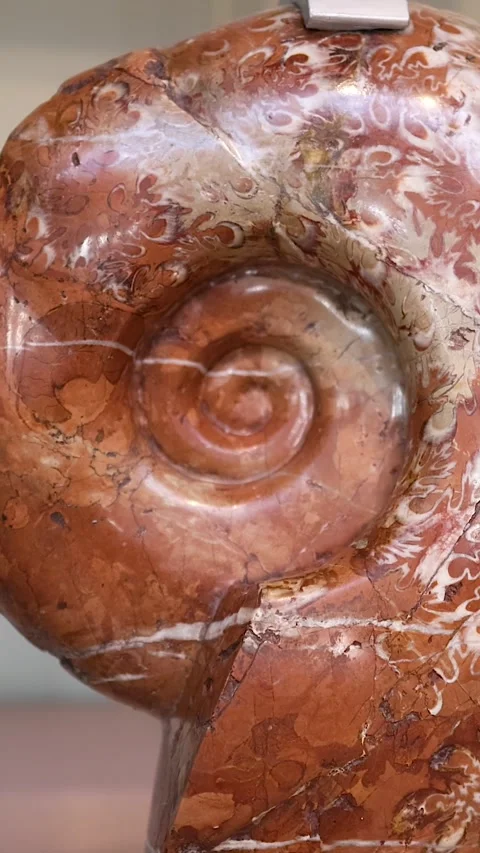 Vertical Close Up of Polished Red Ammonite Fossil Spiral Video stock 325760267