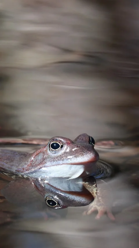 A Vertical Close-Up Portrait of a Common Brown Frog's Head Above Water, Featurin Stock Footage 315519747