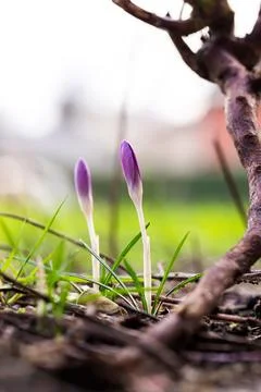 A vertical close up portrait of two closed small purple crocus flowers stan.. Foto stock