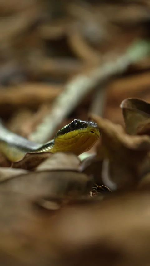 Vertical Close Up of Puffing Snake in Tropical Forest, Costa Rica Wildlife Stock Footage 315567328