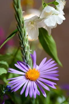 Vertical Close Up of a Purple Aster and Delicate White Flowers Stock Photos