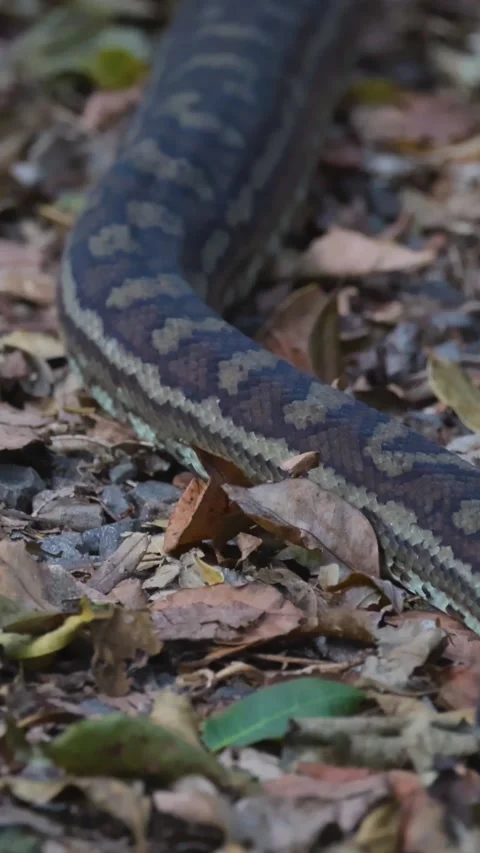 Vertical Close Up of a Python Slithering Over Dry Forest Leaves Stock Footage 325826503